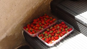 菜園で採れたイチゴ。1パック２€で保護者の方向けに販売。すぐ完売
